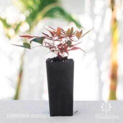 Nandina Obsession -Felco Shop nandina obsession tube