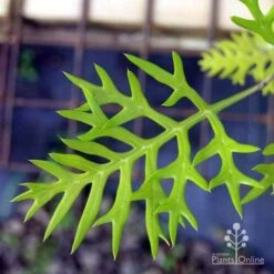 Grevillea Ned Kelly 17 Grevillea Ned Kelly -Felco Shop ned kelly img 8560