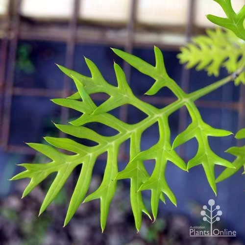 Grevillea Ned Kelly 5 Grevillea Ned Kelly - Image 5