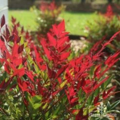 Nandina Obsession -Felco Shop obsession backlit 1