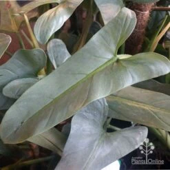 Philodendron Silver Sword 8 Philodendron Silver Sword -Felco Shop philo silver sword mature leaf