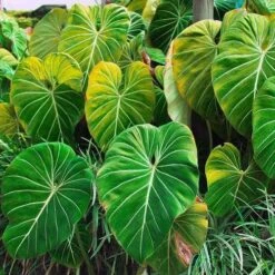 Philodendron Gloriosum - Velvet Philodendron 13 Philodendron Gloriosum - Velvet Philodendron -Felco Shop philodendron gloriosum plants bright