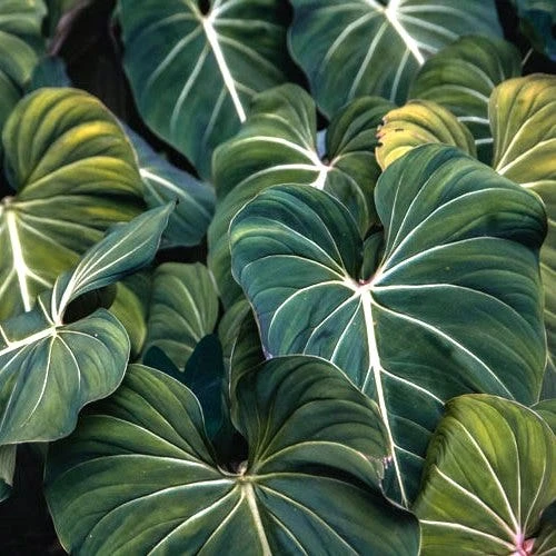 Philodendron Gloriosum - Velvet Philodendron 1 Philodendron Gloriosum - Velvet Philodendron