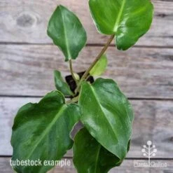 Philodendron Imbe 13 Philodendron Imbe -Felco Shop philodendron imbe 1