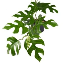 Philodendron Minima - Mini Monstera 10 Philodendron Minima - Mini Monstera -Felco Shop philodendron minima