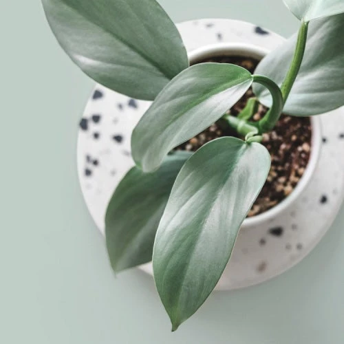 Philodendron Silver Sword 1 Philodendron Silver Sword