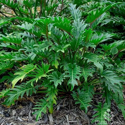 Philodendron Xanadu 4 Philodendron Xanadu - Image 4