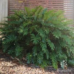 Philodendron Xanadu 16 Philodendron Xanadu -Felco Shop philodendron xanadu home