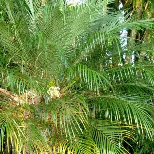 Phoenix Roebelenii - Dwarf Date Palm 2 Phoenix Roebelenii - Dwarf Date Palm - Image 2