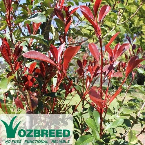 Photinia Thin Red 2 Photinia Thin Red - Image 2