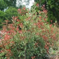Photinia Pink Marble 19 Photinia Pink Marble -Felco Shop photinia pink marble hedge nursery
