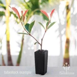 Photinia Pink Marble 21 Photinia Pink Marble -Felco Shop photinia pink marble tube