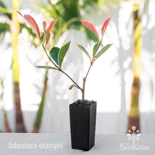 Photinia Pink Marble 9 Photinia Pink Marble - Image 9