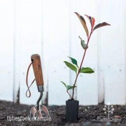 Photinia Red Robin 16 Photinia Red Robin -Felco Shop photinia red robin styled 2