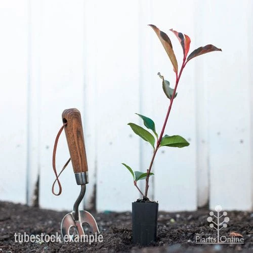 Photinia Red Robin 4 Photinia Red Robin - Image 4