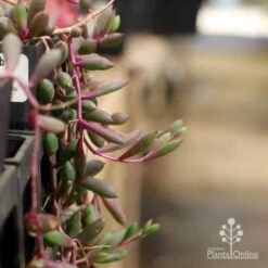 Othonna Ruby Necklace - Little Pickles - Succulent -Felco Shop pickles othonna