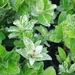 Euonymus Pierrolino - Variegated Spindle -Felco Shop pierrolino img 0527