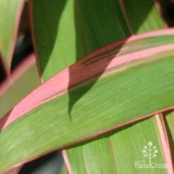 Cordyline Fruticosa Pink Diamond -Felco Shop pink diamond leaf 1