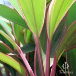 Cordyline Fruticosa Pink Diamond -Felco Shop pink diamond stem