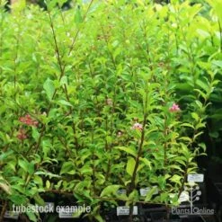 Malpighia Pixie - Acerola -Felco Shop pixie tubestock in bud