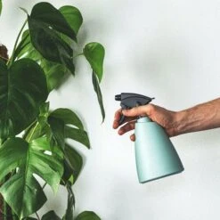 Monstera Deliciosa - Fruit Salad Plant, Swiss Cheese -Felco Shop plant misting