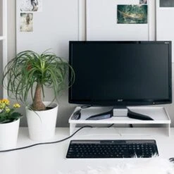 Beaucarnea - Ponytail Palm 7 Beaucarnea - Ponytail Palm -Felco Shop ponytail home office