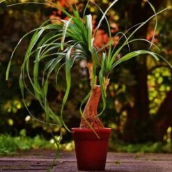 Beaucarnea - Ponytail Palm 9 Beaucarnea - Ponytail Palm -Felco Shop ponytail potted 2