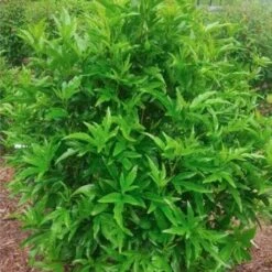 Hibiscus Popsicle -Felco Shop popsicle shrub