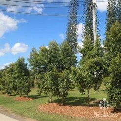 Elaeocarpus Prima Donna - Blueberry Ash -Felco Shop prima donna nursery drive