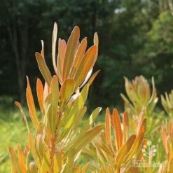 Protea Pink Ice -Felco Shop protea pink ice in sunshine