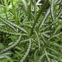 Pteris - Slender Brake Fern -Felco Shop pteris victoiare