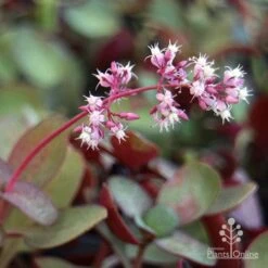 Crassula Purple Dragon - Fairy Crassula 12 Crassula Purple Dragon - Fairy Crassula -Felco Shop purple dragon crassula flower