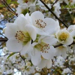 Chaenomeles Nivalis - Japanese Quince 11 Chaenomeles Nivalis - Japanese Quince -Felco Shop quince nivalis crop