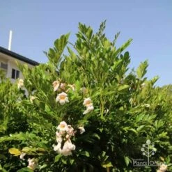 Radermachera Everlasting Beauty -Felco Shop radermachera in sunshine