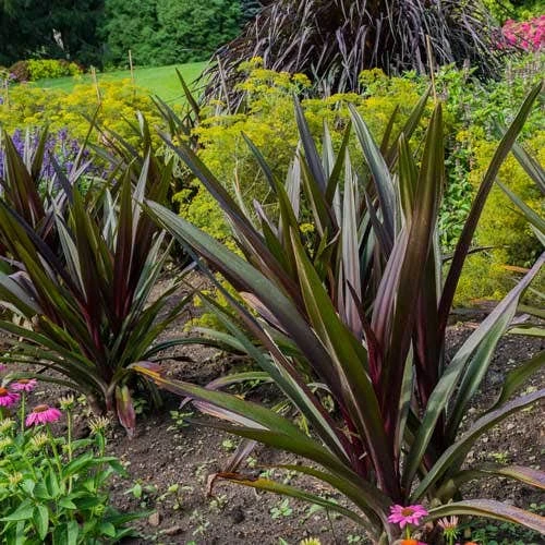 Crinum Wine Time - Swamp Lily 2 Crinum Wine Time - Swamp Lily - Image 2