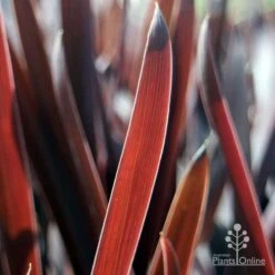 Cordyline Australis Red Sensation 10 Cordyline Australis Red Sensation -Felco Shop red sensation leaf
