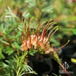 Grevillea Red Wings -Felco Shop redwings fully open flower