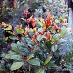 Syzygium Resilience - Lilly Pilly 14 Syzygium Resilience - Lilly Pilly -Felco Shop resilience leaf colour