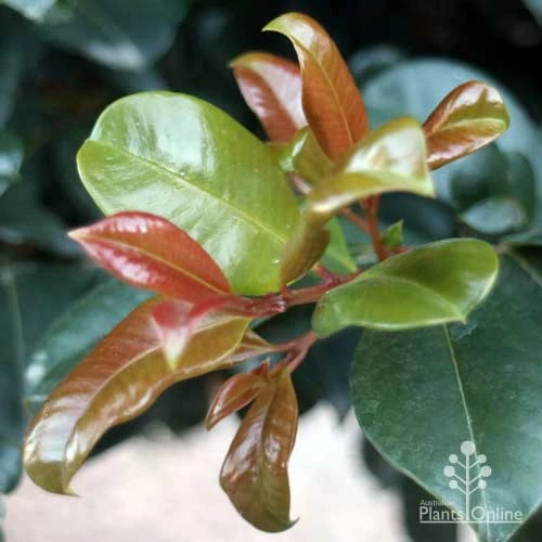 Syzygium Resilience - Lilly Pilly 7 Syzygium Resilience - Lilly Pilly - Image 7