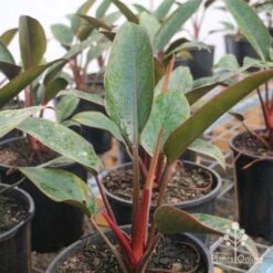 Philodendron Rojo Congo -Felco Shop rojo congo large size