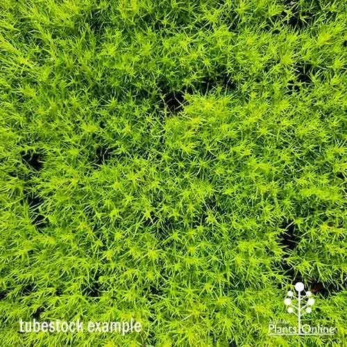 Sagina Subulata Aurea – Scotch Moss 1 Sagina Subulata Aurea – Scotch Moss