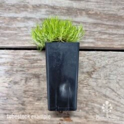 Sagina Subulata Aurea – Scotch Moss 18 Sagina Subulata Aurea – Scotch Moss -Felco Shop sagina aurea 3
