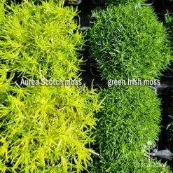 Sagina Subulata Aurea – Scotch Moss 20 Sagina Subulata Aurea – Scotch Moss -Felco Shop sagina comparison 2
