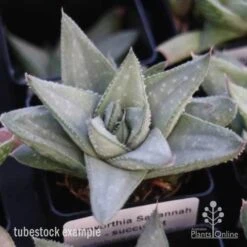 Haworthia Savanna - Succulent 8 Haworthia Savanna - Succulent -Felco Shop savannah tubestock