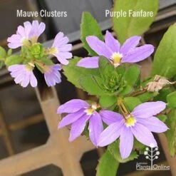 Scaevola Purple Fanfare - Fan Flower -Felco Shop scaevola mauve clusters left fanfare right