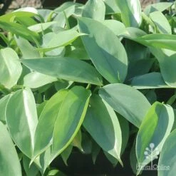 Philodendron Silver Sword 10 Philodendron Silver Sword -Felco Shop silver sword in nusery
