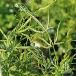 Pteris - Slender Brake Fern -Felco Shop slender brake img 5305