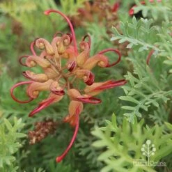 Grevillea Soopa Doopa -Felco Shop sooper dooper buds
