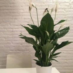 Spathiphyllum Maracay - Peace Lily 8 Spathiphyllum Maracay - Peace Lily -Felco Shop spathi indoors