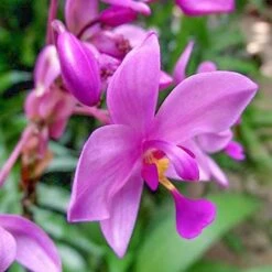 Spathoglottis Purple Haze - Native Orchid